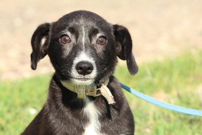 ELANO, Mischling Welpen - Rüde