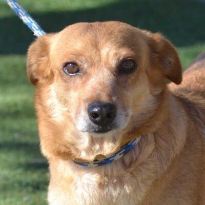 ELFIE - Linares, Kleiner Mischling - kastriert - Hündin