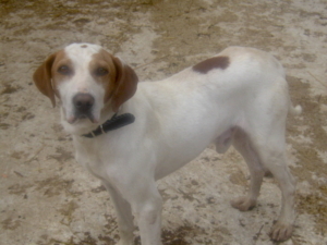 ELI - Schmusehund sucht SEIN GLÜCK, ELI - Schmusehund sucht SEIN GLÜCK - Rüde
