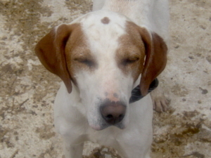 ELI - Schmusehund sucht SEIN GLÜCK, ELI - Schmusehund sucht SEIN GLÜCK - Rüde