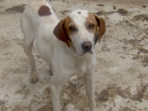ELI - Schmusehund sucht SEIN GLÜCK, ELI - Schmusehund sucht SEIN GLÜCK - Rüde