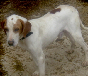 ELI - Schmusehund sucht SEIN GLÜCK, ELI - Schmusehund sucht SEIN GLÜCK - Rüde
