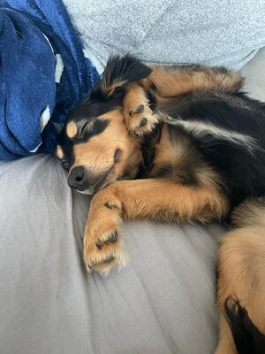 ELIANA, Spanielmix - Hündin