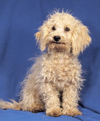 ELKE - sehr lieb und aufgeschlossen, neugierig, lebhaft, anhänglich, klug, katzenverträglich, Maltipoo Welpen - Hündin