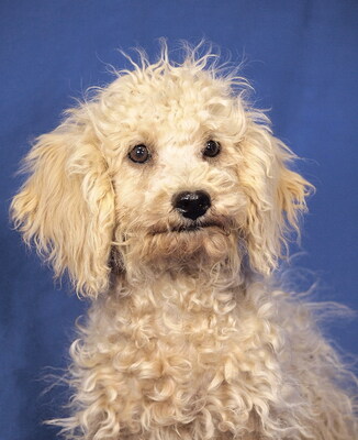 ELKE - sehr lieb und aufgeschlossen, neugierig, lebhaft, anhänglich, klug, katzenverträglich, Maltipoo Welpen - Hündin