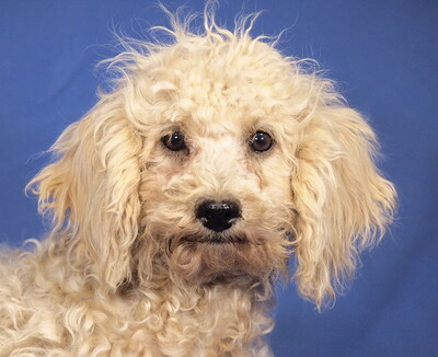 ELKE - sehr lieb und aufgeschlossen, neugierig, lebhaft, anhänglich, klug, katzenverträglich, Maltipoo Welpen - Hündin