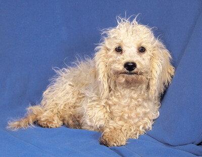 ELKE - sehr lieb und aufgeschlossen, neugierig, lebhaft, anhänglich, klug, katzenverträglich, Maltipoo Welpen - Hündin