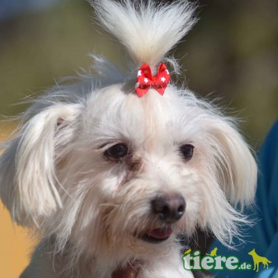 ELLI - Linares, Malteser - kastriert - Hündin