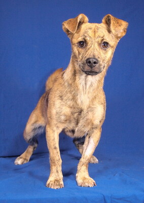 ELLI - sehr lieb, neugierig, lebhaft, gelehrig, verschmust