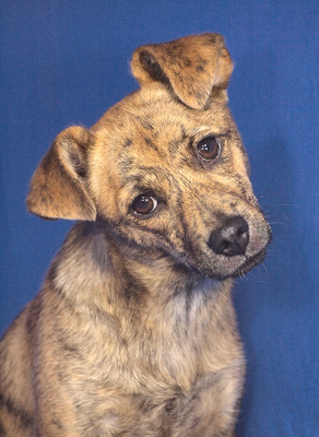 ELLI - sehr lieb, neugierig, lebhaft, gelehrig, verschmust, Mischling - Hündin