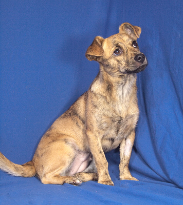 ELLI - sehr lieb, neugierig, lebhaft, gelehrig, verschmust, Mischling - Hündin