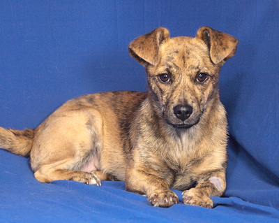 ELLI - sehr lieb, neugierig, lebhaft, gelehrig, verschmust, Mischling - Hündin