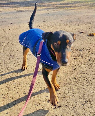 ELLIOT - R E S E R V I E R T !!!!! menschenorientiert und sehr freundlich, lebhaft, interessiert, intelligent, Dackel-Terrier-Mischling (Video auf HP) - Betreuungsplatz Wien - Rüde