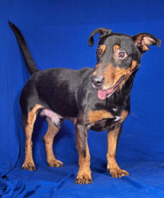 ELLIOT - R E S E R V I E R T !!!!! menschenorientiert und sehr freundlich, lebhaft, interessiert, intelligent, Dackel-Terrier-Mischling (Video auf HP) - Betreuungsplatz Wien - Rüde