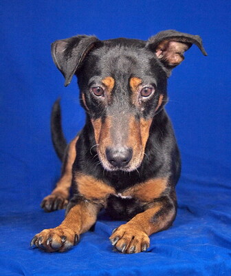 ELLIOT - R E S E R V I E R T !!!!! menschenorientiert und sehr freundlich, lebhaft, interessiert, intelligent, Dackel-Terrier-Mischling (Video auf HP) - Betreuungsplatz Wien - Rüde