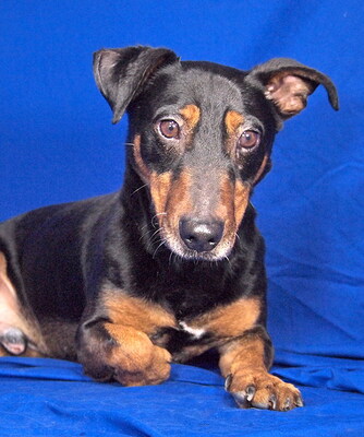 ELLIOT - menschenorientiert und sehr freundlich, lebhaft, interessiert, intelligent