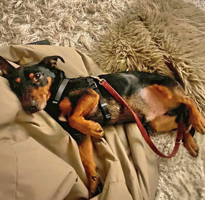 ELLIOT - menschenorientiert und sehr freundlich, lebhaft, interessiert, intelligent, Dackel-Terrier Mischling (Video auf HP) - Betreuungsplatz Wien - Rüde