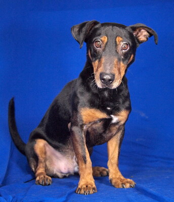 ELLIOT - menschenorientiert und sehr freundlich, lebhaft, interessiert, intelligent, Dackel-Terrier Mischling (Video auf HP) - Betreuungsplatz Wien - Rüde