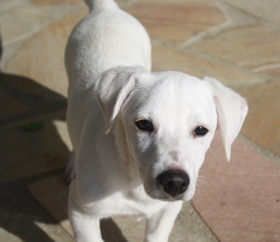 ELON Welpenbub, Jack Russellmix - Rüde