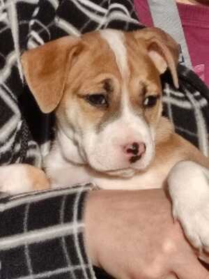 ELSA Welpenmädel, Mischling - Hündin