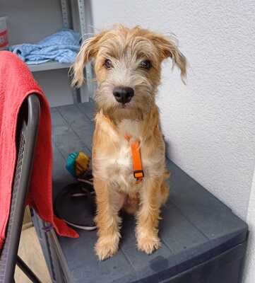 ELTON, Mischling - Hündin