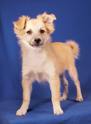 ELVIS - R E S E R V I E R T !!!!! sensibel, fröhlich, neugierig, klug, lebhaft, katzenverträglich, anfangs vorsichtig, Mittelspitz Welpen - Rüde