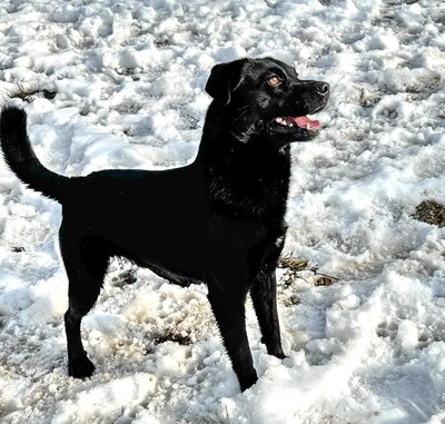 ELVIS - sehr lieb und umgänglich, anhänglich, lebensfroh, gelehrig, lebhaft, anfangs etwas ängstlich, Mischling (Video auf HP) - Rüde