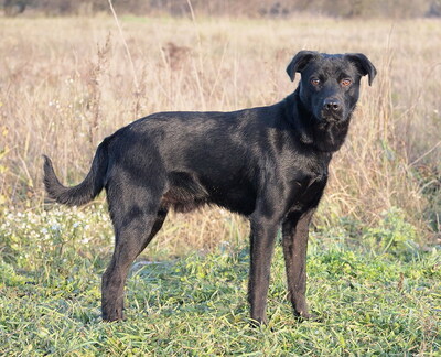 ELVIS - sehr lieb und umgänglich, anhänglich, lebensfroh, gelehrig, lebhaft, anfangs etwas ängstlich, Mischling (Video auf HP) - Rüde