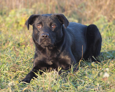 ELVIS - sehr lieb und umgänglich, anhänglich, lebensfroh, gelehrig, lebhaft, anfangs etwas ängstlich, Mischling (Video auf HP) - Rüde