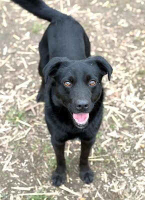 ELVIS - sehr lieb und umgänglich, anhänglich, lebensfroh, gelehrig, lebhaft, anfangs etwas ängstlich