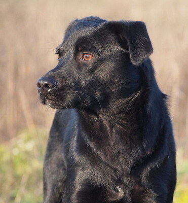 ELVIS - sehr lieb und umgänglich, anhänglich, lebensfroh, gelehrig, lebhaft, anfangs etwas ängstlich, Mischling (Video auf HP) - Rüde