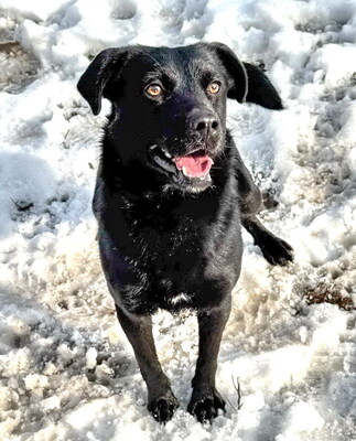 ELVIS - sehr lieb und umgänglich, anhänglich, lebensfroh, gelehrig, lebhaft, anfangs etwas ängstlich, Mischling (Video auf HP) - Rüde