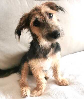 ELYOT, Mischling - Rüde