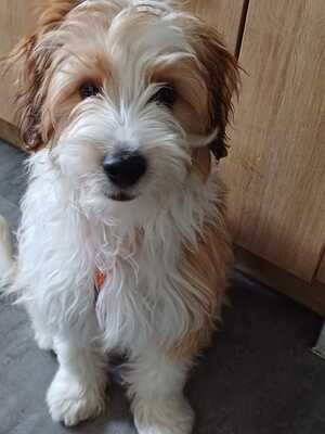 EMILYAN, Mischling - Rüde