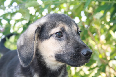 EMON Welpenbub in Niederösterreich, Mischling - Rüde