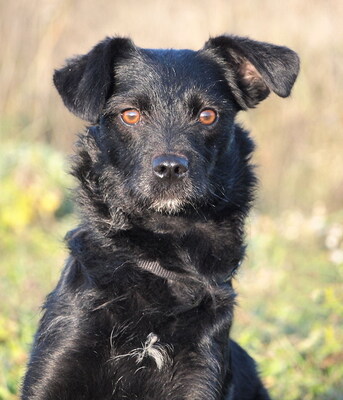 ENCI - R E S E R V I E R T !!!!! freundlich und aufgeschlossen, lebenslustig, sehr intelligent, aufmerksam, anfangs etwas ängstlich, Mischling - Hündin