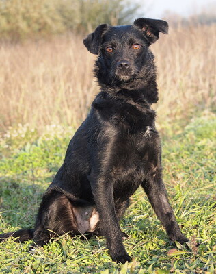 ENCI - R E S E R V I E R T !!!!! freundlich und aufgeschlossen, lebenslustig, sehr intelligent, aufmerksam, anfangs etwas ängstlich, Mischling - Hündin