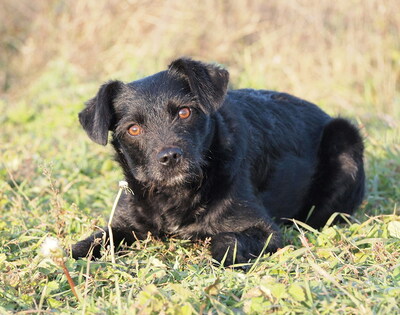 ENCI - R E S E R V I E R T !!!!! freundlich und aufgeschlossen, lebenslustig, sehr intelligent, aufmerksam, anfangs etwas ängstlich, Mischling - Hündin