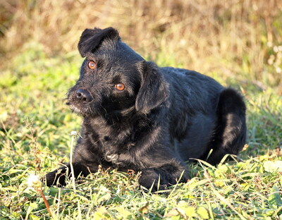 ENCI - R E S E R V I E R T !!!!! freundlich und aufgeschlossen, lebenslustig, sehr intelligent, aufmerksam, anfangs etwas ängstlich, Mischling - Hündin