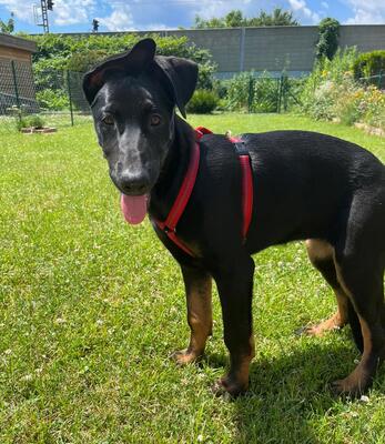 ENYA, Mischling - Hündin