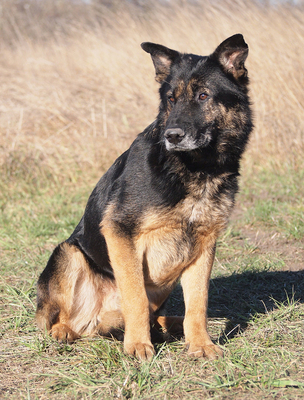 ENZO - NOTFALL!!!!! SPENDENAUFRUF!!!!! friedlich und freundlich, anhänglich, treu, gemütlich, als Zweithund nur zu einer Hündin, Deutscher Schäferhund - Rüde