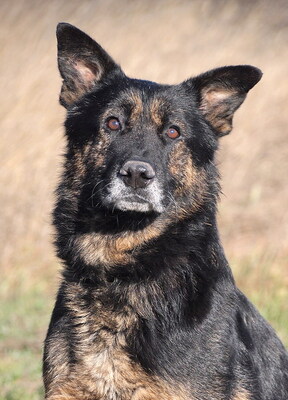 ENZO - NOTFALL!!!!! SPENDENAUFRUF!!!!! friedlich und freundlich, anhänglich, treu, gemütlich, als Zweithund nur zu einer Hündin, Deutscher Schäferhund - Rüde