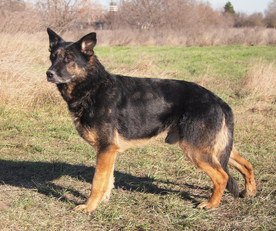 ENZO - NOTFALL!!!!! SPENDENAUFRUF!!!!! friedlich und freundlich, anhänglich, treu, gemütlich, als Zweithund nur zu einer Hündin, Deutscher Schäferhund - Rüde