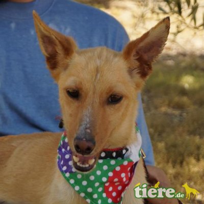 ENZO - Ubeda, Podenco Andaluz, kastriert - Rüde