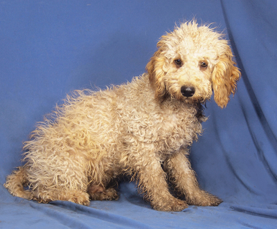 ENZO - zauberhaft und anschmiegsam, lebhaft, verspielt, gelehrig, fröhlich, katzenverträglich, Maltipoo Welpen - Rüde