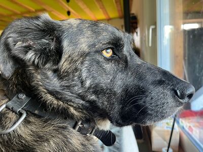 EQ - ein Notfellchen, Mischling - Hündin