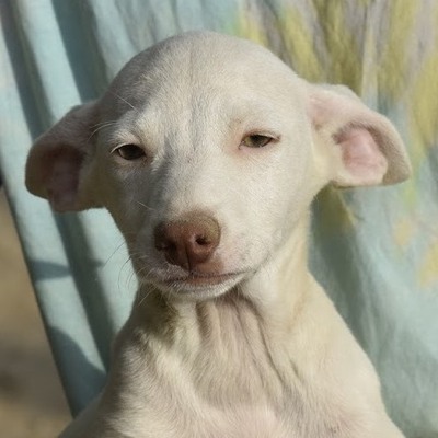 ERIC - Ubeda, Podenco - unkastriert Welpen - Rüde