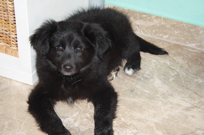 ERIKA Riki entzückendes Welpenmädchen, Mischling Welpen - Hündin