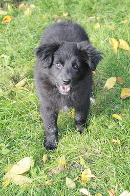 ERIKA Riki entzückendes Welpenmädchen, Mischling Welpen - Hündin