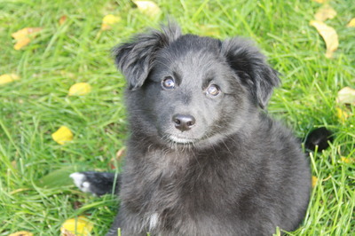 ERIKA Riki entzückendes Welpenmädchen, Mischling Welpen - Hündin